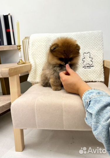 Померанский шпиц