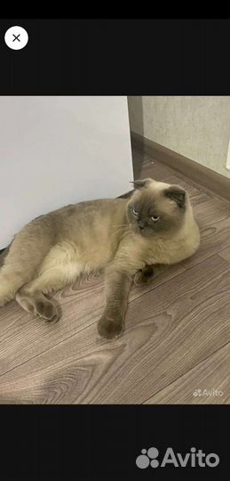 Кошка в дар