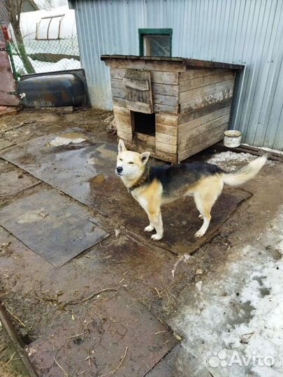 Собаки бесплатно в добрые руки