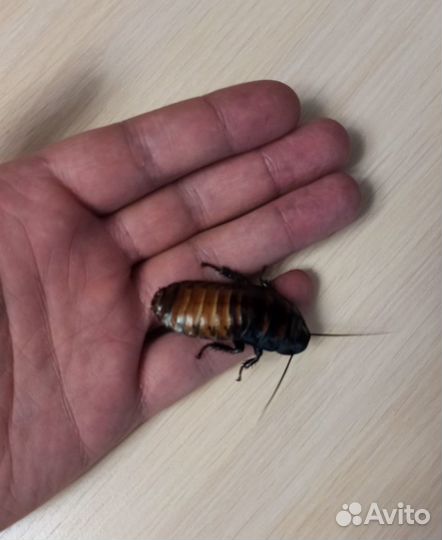 Мадагаскарские тараканы