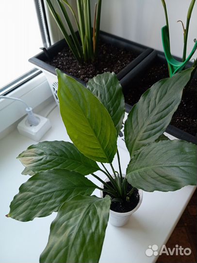 Спатифиллум Шопен