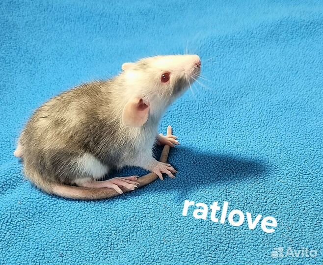 Крысята дамбо мальчики марбл