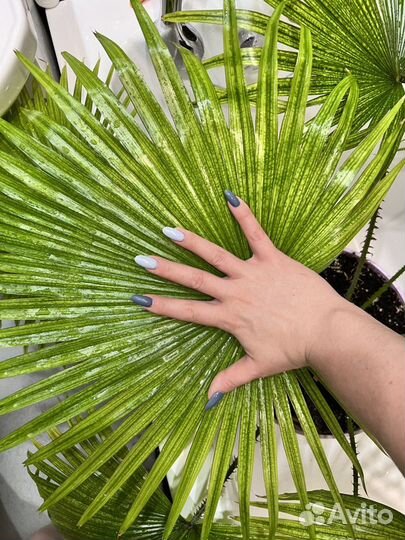 Пальма Ливистона (Livistona Rotundifolia)