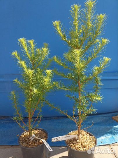 Лиственница