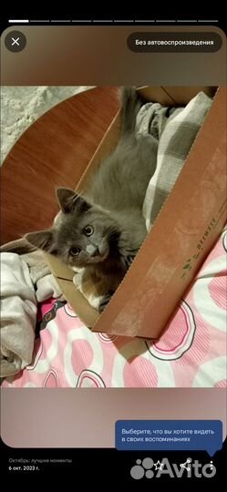 Кот в добрые руки