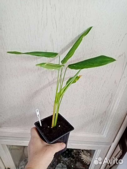 Маранта тростниковая вариегатная