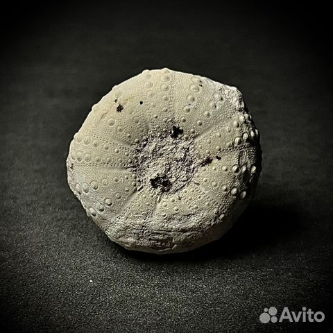 Морской еж окаменелость ископаемое