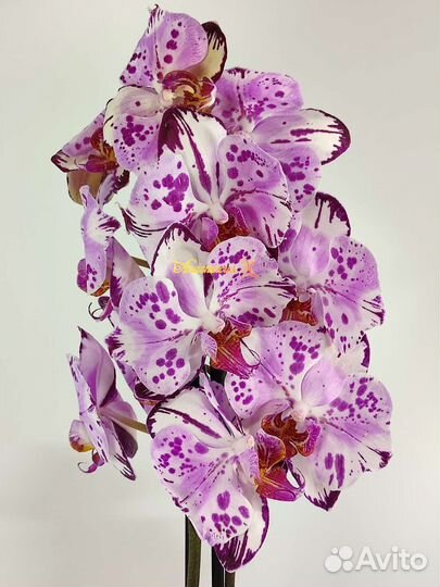 Фаленопсис бабочка