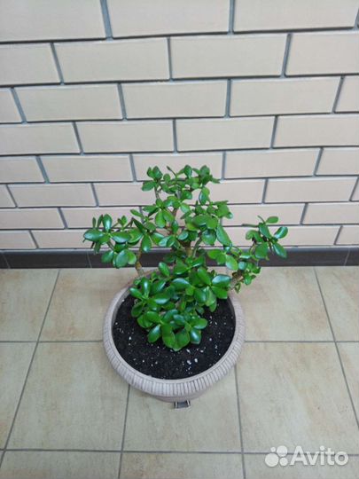 Крассула толстянка