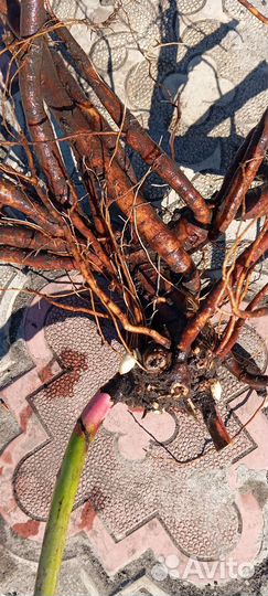 Пион Дюшес де Немур