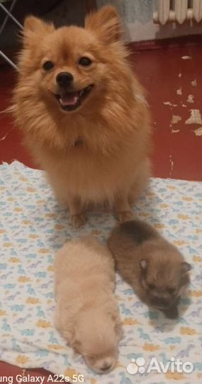 Немецкий шпиц