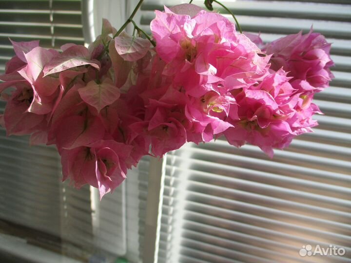 Бугенвиллия