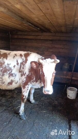 Дойная корова