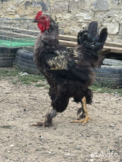 Петух брама