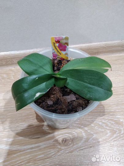 Орхидея фаленопсис