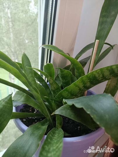 Ароидные и другие