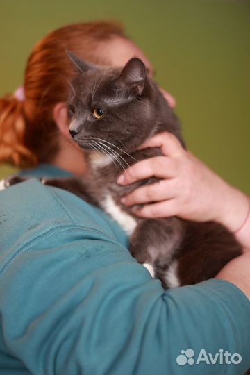 Добрый котик в добрые руки