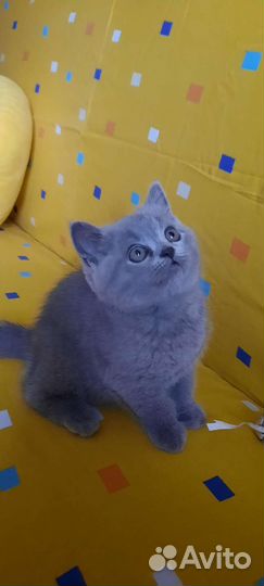 Шотландские котята