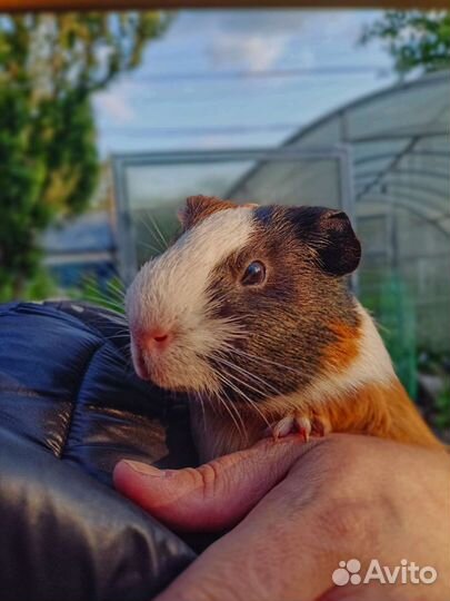 Передержка гостиница для животных