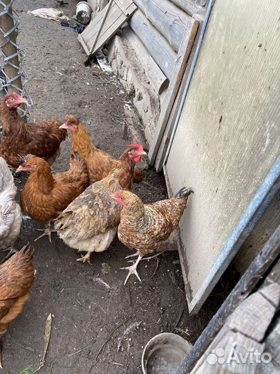 Молодые петухи