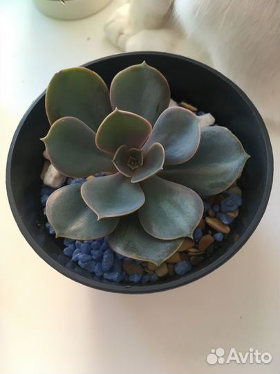 Суккуленты