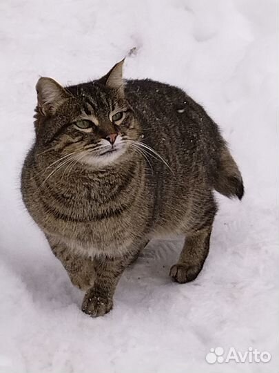 Красотка Муся