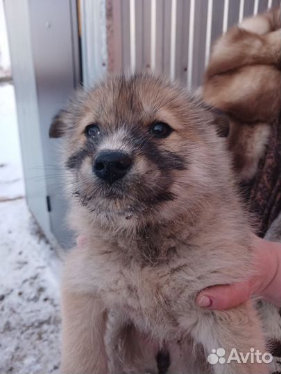 Щенок ищет дом