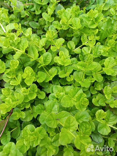 Почвопокровные растения