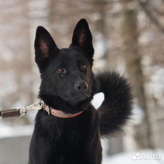 Отличный пёс в добрые руки