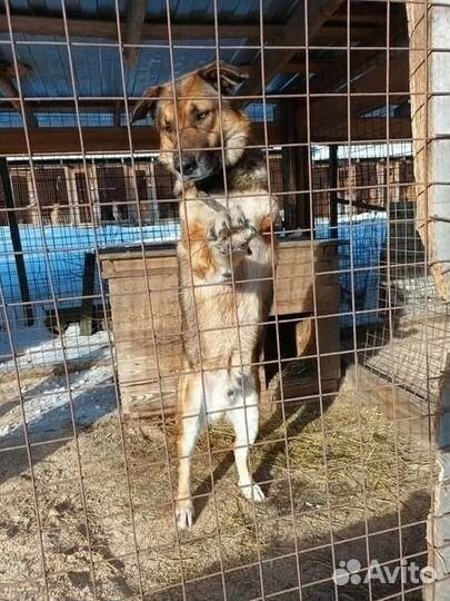 Особенная собака ищет дом