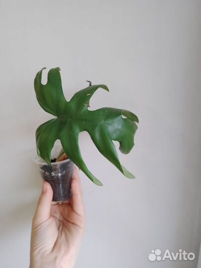 Филодендроны