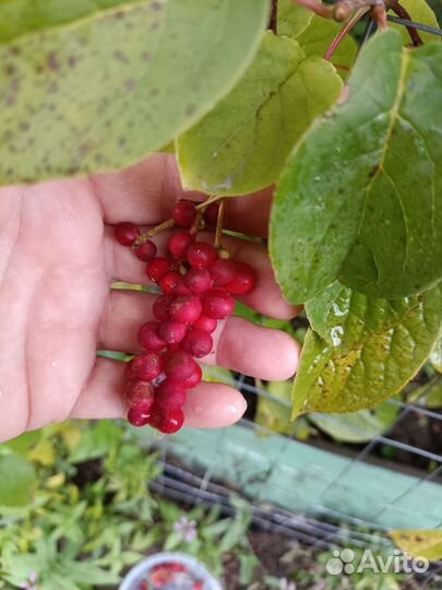 Лимонник китайский