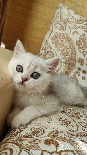 Котëнок британец