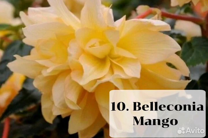 Бегония вегетативная