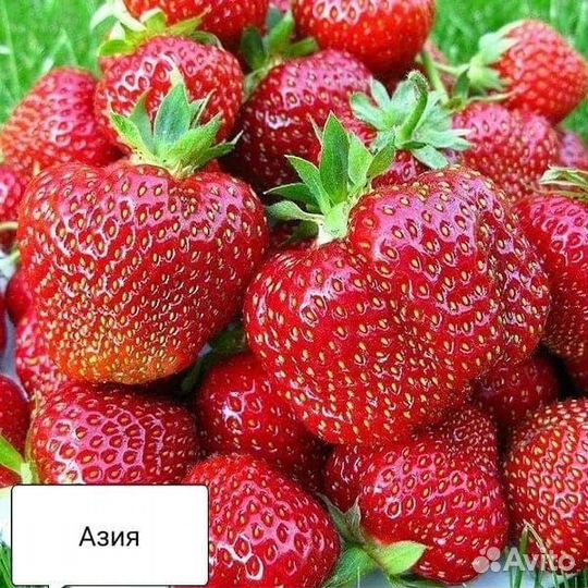 Рассада клубники