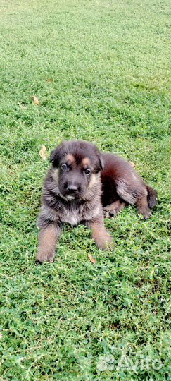 Щенки немецкой овчарки