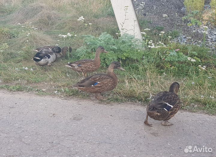 Утки подсадные для охоты