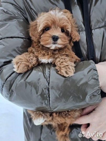 Щенки мальтипу лучшие подарки