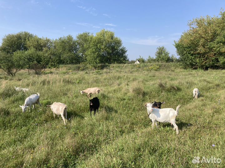 Козы и козлята