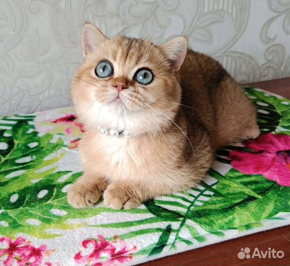 Девочка, золотая шиншилла