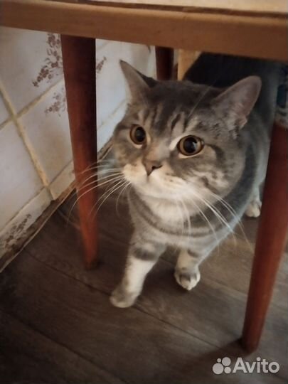 Котика в добрые руки