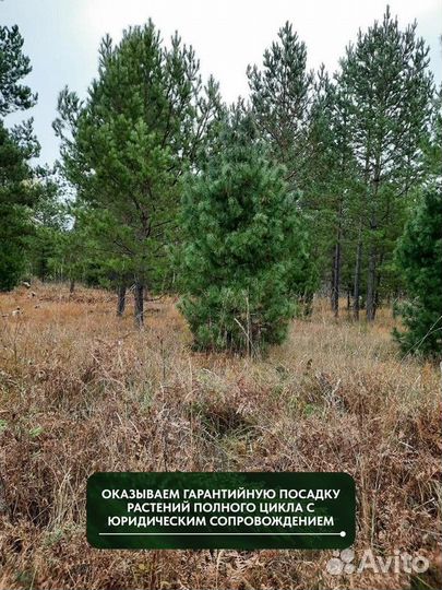 Сосна кедровая, крупномер