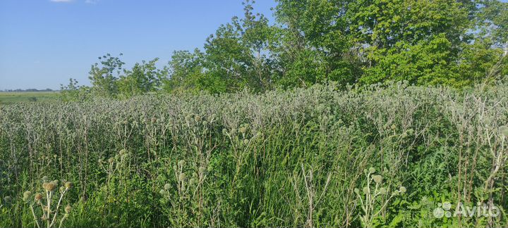 Натуральный мёд- ореховый микс