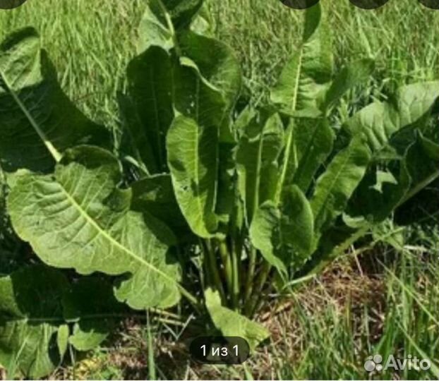 Хрен, растение на посадку