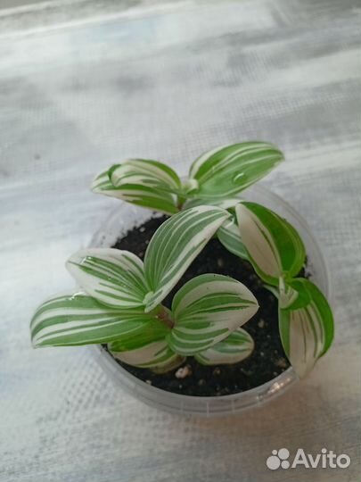 Традесканция сортовая