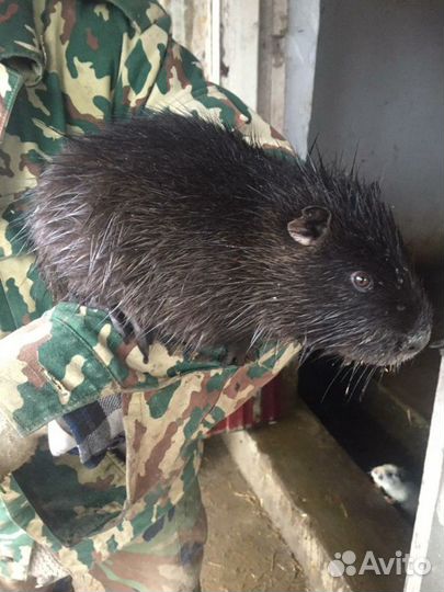 Нутрии. Молдняк