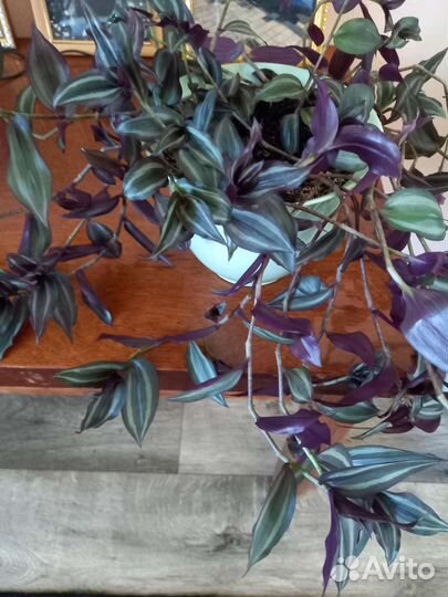 Традесканция зебрина