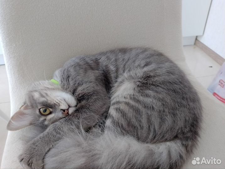 Кот в добрые руки