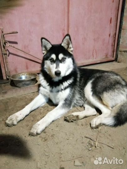 Сибирский хаски