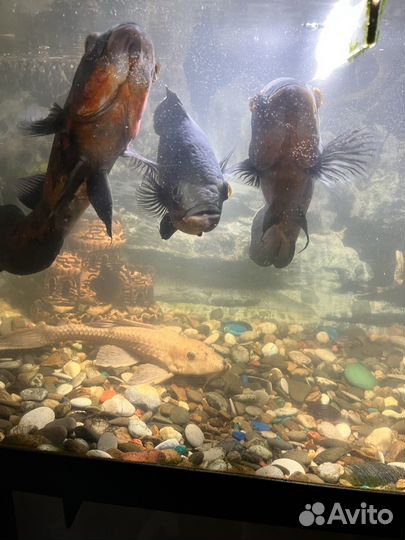 Астронотусы